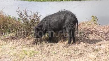 野生<strong>黑猪</strong>在湿地觅食